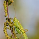 big green grasshopper in last sunlight